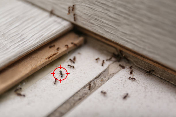 Best Pest Prevention Services  in Cedar Bluff, VA