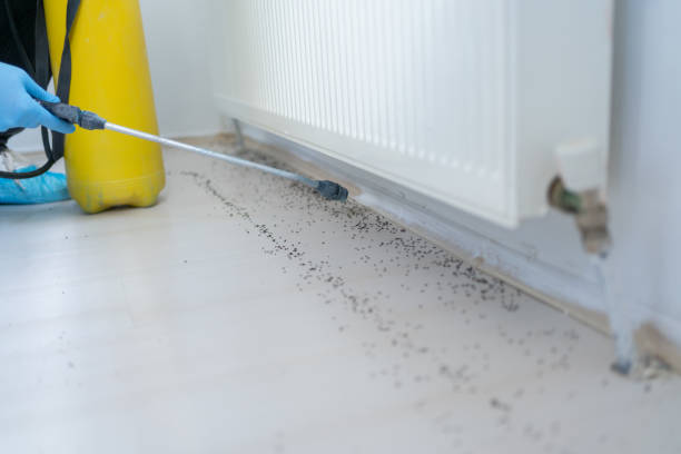 Pest Prevention Services in Cedar Bluff, VA
